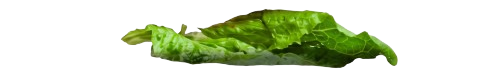 Lechuga